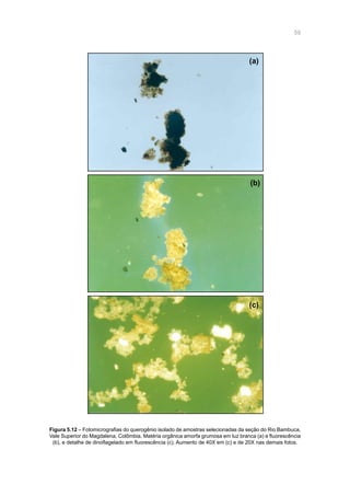 59
(a)
(b)
(c)
Figura 5.12 – Fotomicrografias do querogênio isolado de amostras selecionadas da seção do Rio Bambuca,
Vale Superior do Magdalena, Colômbia. Matéria orgânica amorfa grumosa em luz branca (a) e fluorescência
(b), e detalhe de dinoflagelado em fluorescência (c). Aumento de 40X em (c) e de 20X nas demais fotos.
 