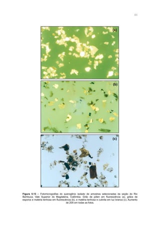 60
Figura 5.13 – Fotomicrografias do querogênio isolado de amostras selecionadas da seção do Rio
Bambuca, Vale Superior do Magdalena, Colômbia. Grão de pólen em fluorescência (a), grãos de
esporos e matéria lenhosa em fluorescência (b), e matéria lenhosa e cutinita em luz branca (c). Aumento
de 20X em todas as fotos.
(a)
(b)
(c)
 