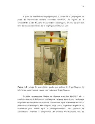 70




        A jarra de anaerobiose empregada para o cultivo de C. perfringens faz
parte   do   denominado   sistema   anaeróbio   GasPak.     Na    Figura   4.5   é
apresentada a foto da jarra de anaerobiose empregada, em seu interior um
tubo de ensaio com cultura de C. perfringes pronta para uso.




Figura 4.5 - Jarra de anaerobiose usada para cultivo de C. perfringens. No
interior da jarra, tubo de ensaio com cultura de C. perfringens.


        Os dois componentes básicos do sistema anaeróbio GasPak são o
envelope gerador de hidrogênio e dióxido de carbono, além de um catalisador
de paládio em temperatura ambiente. Adiciona-se água ao envelope GasPak
produzindo-se hidrogênio. O hidrogênio reage com o oxigênio na superfície do
catalisador para formar água e, conseqüentemente, uma condição de
anaerobiose. Também é componente do sistema GasPakuma tira de
 