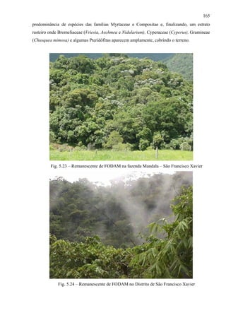 165
predominância de espécies das famílias Myrtaceae e Compositae e, finalizando, um estrato
rasteiro onde Bromeliaceae (Vriesia, Aechmea e Nidularium), Cyperaceae (Cyperus), Gramineae
(Chusquea mimosa) e algumas Pteridófitas aparecem amplamente, cobrindo o terreno.




         Fig. 5.23 – Remanescente de FODAM na fazenda Mandala – São Francisco Xavier




             Fig. 5.24 – Remanescente de FODAM no Distrito de São Francisco Xavier
 