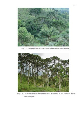 167




     Fig. 5.25 – Remanescente de FOMAM no Bairro rural de Santa Bárbara.




Fig. 5.26 – Remanescente de FOMAM na divisa do Distrito de São Francisco Xavier
         com Joanópolis.
 