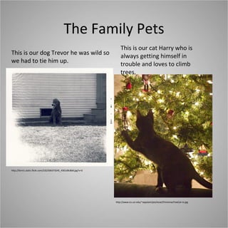 The Family Pets This is our dog Trevor he was wild so we had to tie him up. http://farm1.static.flickr.com/232/506373245_4301d9c8b8.jpg?v=0 This is our cat Harry who is always getting himself in trouble and loves to climb trees. http://www.ics.uci.edu/~eppstein/pix/xtcat/ChristmasTreeCat-m.jpg 