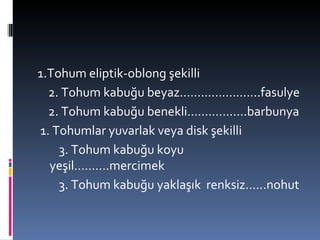 1.Tohum eliptik-oblong şekilli 2. Tohum kabuğu beyaz…………………..fasulye 2. Tohum kabuğu benekli………….….barbunya 1. Tohumlar yuvarlak veya disk şekilli 3. Tohum kabuğu koyu yeşil……….mercimek 3. Tohum kabuğu yaklaşık  renksiz.…..nohut 