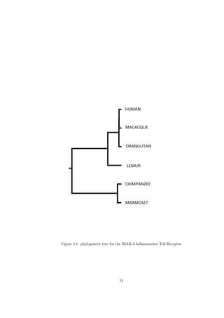 Figure 2.1: phylogenetic tree for the IRAK-3 Inﬂammation Toll Receptor




                                 24
 