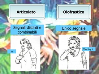 Articolato Segnali distinti e combinabili Olofrastico Unico segnale Io Vieni qui 