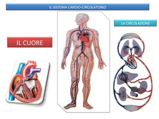 IL SISTEMA CARDIO-CIRCOLATORIO IL CUORE LA CIRCOLAZIONE 