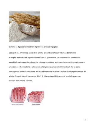 4
Durante la digestione intestinale il glutine si idrolizza in peptidi.
La digestione avviene ad opera di un enzima presente anche nell'intestino denominato
transglutaminasi che è in grado di modificare la glutammina, un amminoacido, rendendola
assorbibile; nei soggetti predisposti si sviluppano anticorpi anti-transglutaminasi che determinano
un processo infiammatorio e alterazioni patologiche a carico dei villi intestinali che ha come
conseguenza la drastica riduzione dell’assorbimento dei nutrienti. Inoltre alcuni peptidi derivati dal
glutine (in particolare il frammento 31-49 di 19 amminoacidi) in soggetti sensibili provocano
reazioni immunitarie abnormi.
 