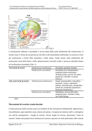 Tesi di Dottorato di Ricerca in Odontoiatria per Disabili D.ssa Elena Pozzani
Caratteristiche cranio-facciali ed abilità espressive nella Sindrome di Down XVIII° Ciclo, A.A. 2006/2007
Pagina 22 di 114 Alma Mater Studiorum Università di Bologna
Fig. 6
L’ossificazione indiretta o encondrale è invece tipica delle unità scheletriche del condrocranio: il
tessuto osseo si forma da un precursore che deriva dal mesenchima embrionale; la crescita avviene
per sostituzione a livello delle sincodrosi e delle suture. Anche alcune unità scheletriche del
neurocranio (ossa della base) e dello splancnocranio (orecchio medio e processo stiloideo) hanno
un’ossificazione encondrale (Tab. 1).
Ossificazione menbranosa Occipitale, parietali, frontaliNEUROCRANIO
Ossificazione encondrale Occipitale (non interparietale),
temporali (petro-mastoidea),
sfenoide (corpo, piccole ali, radice
grandi ali), etmoide e cornetto
inferiore
Ossificazione membranosa Nasali, premascellare, mascellare,
lacrimali, vomere, zigomatici,
palatini, sfenoide (proc. pterigoideo,
grandi ali), temporali (squamose),
temporali (timpaniche)
SPLANCNOCRANIO
Ossificazione encondrale Mandibola, ossicini dell’udito,
temporali (proc. stiloidei). Ioide,
cart. della laringe
Tab.1
Meccanismi di crescita cranio-facciale
L’intero processo della crescita ossea è la risultante di due meccanismi fondamentali: apposizione e
riassorbimento; ogni superficie ossea, interna od esterna, è ricoperta da strutture molli o cartilaginee
con attività osteogenetica: i luoghi di crescita. Alcuni luoghi di crescita, denominati “centri di
crescita”, hanno una propria forza intrinseca di crescita e giocano un ruolo particolare nella crescita
 