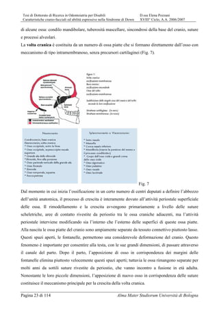 Tesi di Dottorato di Ricerca in Odontoiatria per Disabili D.ssa Elena Pozzani
Caratteristiche cranio-facciali ed abilità espressive nella Sindrome di Down XVIII° Ciclo, A.A. 2006/2007
Pagina 23 di 114 Alma Mater Studiorum Università di Bologna
di alcune ossa: condilo mandibolare, tuberosità mascellare, sincondrosi della base del cranio, suture
e processi alveolari.
La volta cranica è costituita da un numero di ossa piatte che si formano direttamente dall’osso con
meccanismo di tipo intramembranoso, senza precursori cartilaginei (Fig. 7).
Fig. 7
Dal momento in cui inizia l’ossificazione in un certo numero di centri deputati a definire l’abbozzo
dell’unità anatomica, il processo di crescita è interamente dovuto all’attività periostale superficiale
delle ossa. Il rimodellamento e la crescita avvengono primariamente a livello delle suture
scheletriche, aree di contatto rivestite da periostio tra le ossa craniche adiacenti, ma l’attività
periostale interviene modificando sia l’interno che l’esterno delle superfici di queste ossa piatte.
Alla nascita le ossa piatte del cranio sono ampiamente separate da tessuto connettivo piuttosto lasso.
Questi spazi aperti, le fontanelle, permettono una considerevole deformazione del cranio. Questo
fenomeno è importante per consentire alla testa, con le sue grandi dimensioni, di passare attraverso
il canale del parto. Dopo il parto, l’apposizione di osso in corrispondenza dei margini delle
fontanelle elimina piuttosto velocemente questi spazi aperti; tuttavia le ossa rimangono separate per
molti anni da sottili suture rivestite da periostio, che vanno incontro a fusione in età adulta.
Nonostante le loro piccole dimensioni, l’apposizione di nuovo osso in corrispondenza delle suture
costituisce il meccanismo principale per la crescita della volta cranica.
 