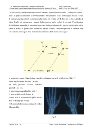 Tesi di Dottorato di Ricerca in Odontoiatria per Disabili D.ssa Elena Pozzani
Caratteristiche cranio-facciali ed abilità espressive nella Sindrome di Down XVIII° Ciclo, A.A. 2006/2007
Pagina 36 di 114 Alma Mater Studiorum Università di Bologna
Un altro metodo per la determinazione dell’età ossea prevede l’utilizzo della “radiografia carpale”;
esso è in grado di dimostrare la correlazione tra l’età scheletrica e l’età cronologica; utilizza 4 livelli
di maturazione rilevati in 6 sedi anatomiche situate nel pollice, nel III dito, nel V dito, nel radio. Il
primo livello di maturazione riguarda l’allargamento delle epifisi, il secondo l’ossificazione
dell’adduttore sesamoide, il terzo è caratterizzato dall’appiattimento dei margini laterali delle epifisi
verso le diafisi, il quarto dalla fusione tra epifisi e diafisi. Possiamo provare a schematizzare
l’evoluzione cronologica della maturazione scheletrica della mano come segue:
In particolare, questa è l’evoluzione cronologica di alcuni nuclei di ossificazione ( Fig. 9):
6 anni: epifisi distale dell’ulna ( M e F);
6-9 anni: processo stiloideo dell’ulna
(prima F e poi M);
11 anni: sesamoide del pollice nella F;
11 anni: stiloideo dell’ulna nel M;
13 anni nelle F: saldatura dell’epifisi distale
della 1^ falange del pollice;
13,5 anni nelle femmine si saldano le epifisi
falangee (14).
Fig. 9
 