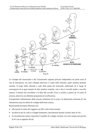 Tesi di Dottorato di Ricerca in Odontoiatria per Disabili D.ssa Elena Pozzani
Caratteristiche cranio-facciali ed abilità espressive nella Sindrome di Down XVIII° Ciclo, A.A. 2006/2007
Pagina 39 di 114 Alma Mater Studiorum Università di Bologna
Lo sviluppo del neurocranio e del viscerocranio seguono percorsi indipendenti nei primi mesi di
vita di interuterina, ma sono collegati attraverso il corpo dello sfenoide, quale struttura portante
centrale. Il corpo dello sfenoide è sede della punta del notocorda embrionale ed il luogo di
convergenza di un gran numero di altre strutture craniche, vale a dire il cervello medio e cervello
esterno, il tentorio del cervelletto e la falce del cervello. Esso si ossifica a partire da 14 centri di
crescita, attraverso un elaborato programma di ossificazione.
Il temporaneo rallentamento della crescita scheletrica fra la sesta e la dodicesima settimana di vita
intrauterina causa un deficit di sviluppo della base cranica.
Riassumendo possiamo affermare che:
• alla nascita il cranio del soggetto con SD è entro limiti normali
• da allora in poi la volta si sviluppa lentamente, specialmente durante il primo anno di vita
• la circonferenza cranica rispecchia il modello di sviluppo normale, ma resta sempre più piccola
di 4-5 cm in rapporto all’età
Fig.10
 