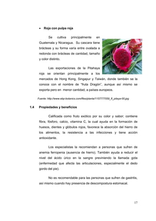   Roja con pulpa roja

               Se      cultiva   principalmente       en
       Guatemala y Nicaragua. Su cascara tiene
       brácteas y su forma varía entre ovalada a
       redonda con brácteas de cantidad, tamaño
       y color distinto.

               Las exportaciones de la Pitahaya
       roja se orientan principalmente a los
       mercados de Hong Kong, Singapur y Taiwán, donde también se la
       conoce con el nombre de “fruta Dragón”, aunque así mismo se
       exporta pero en menor cantidad, a países europeos.

      Fuente: http://www.ebp-botanics.com/files/planta/1157777059_ft_pitaya-00.jpg


1.4    Propiedades y beneficios

               Calificada como fruto exótico por su color y sabor; contiene
       fibra, fósforo, calcio, vitamina C, la cual ayuda en la formación de
       huesos, dientes y glóbulos rojos, favorece la absorción del hierro de
       los alimentos, la resistencia a las infecciones y tiene acción
       antioxidante.

               Los especialistas la recomiendan a personas que sufren de
       anemia ferropenia (ausencia de hierro). También ayuda a reducir el
       nivel del ácido úrico en la sangre previniendo la llamada gota
       (enfermedad que afecta las articulaciones, especialmente el dedo
       gordo del pie).

               No es recomendable para las personas que sufren de gastritis,
       así mismo cuando hay presencia de descompostura estomacal.




                                                                                     17
 