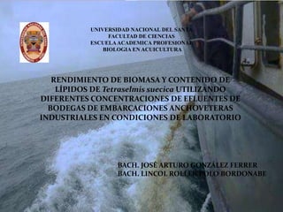 UNIVERSIDAD NACIONAL DEL SANTA
FACULTAD DE CIENCIAS
ESCUELA ACADEMICA PROFESIONAL
BIOLOGIA EN ACUICULTURA

RENDIMIENTO DE BIOMASA Y CONTENIDO DE
LÍPIDOS DE Tetraselmis suecica UTILIZANDO
DIFERENTES CONCENTRACIONES DE EFLUENTES DE
BODEGAS DE EMBARCACIONES ANCHOVETERAS
INDUSTRIALES EN CONDICIONES DE LABORATORIO

BACH. JOSÉ ARTURO GONZÁLEZ FERRER
BACH. LINCOL ROLLER POLO BORDONABE

 