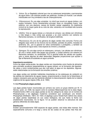 21
MARCO TEÓRICO
¾ Volvox. Es un flagelado colonial que vive en estanques temporales y permanentes
de agua dulce. Las colonias pueden ser esféricas, ovoides y/o huecas. Las células
individuales son muy similares a las de Chlamydomonas.
¾ Chlorococcum. Es una alga unicelular, no móvil que ocurre en aguas dulces y en
suelos húmedos. Como característica principal, tiene un cloroplasto hueco, casi
esférico, con una abertura, carece de división celular vegetativa. Es totalmente
inmóvil en la mayor parte de su ciclo de vida, volviendo a la movilidad sólo durante
la reproducción.
¾ Ulothrix. Vive en aguas dulces y a menudo en arroyos. Las células son cilíndricas
y más largas o más cortas que gruesas y se unen extremo con extremo en
filamentos seriados, no ramificados, de longitud indefinida.
¾ Pleurococcus. Es uno de los géneros de algas verdes más comunes. Forma una
delgada capa verde en los troncos de los árboles, paredes de piedra, macetas de
jardinería, etc., por lo general en sitios sombreados o protegidos, y también se
encuentra en agua dulce. Esta especie es inmóvil y unicelular.
¾ Spirogyra. Es una alga común en estanques y arroyos. Las células son cilíndricas,
de una o varias veces más largas que gruesas, y unidas extremo con extremo en
filamentos seriados, no ramificados. Por lo general todas las células son iguales,
pero a veces algunas de ellas desarrollan delgadas proyecciones que ayudan a
fijar el filamento al substrato en agua corriente.
Importancia económica
Como las algas verde-azules, las algas verdes son importantes como fuente de alimentos
para animales acuáticos (especialmente en aguas dulces), en la formación del depósito
de caliza y como contaminantes que dan mal sabor al agua en los depósitos. Algunas
están relacionadas con la formación de arrecifes coralinos.
Las algas verdes son también habitantes importantes en los estanques de oxidación en
las plantas de tratamiento de aguas negras, proporcionando a través de la fotosíntesis el
oxígeno necesario para que las bacterias efectúen la descomposición rápida de la materia
orgánica de las aguas negras (Ville, et al. 1992)
1.1.3.2 Phaeophyta (algas pardas)
Las algas pardas fueron reconocidas por primera vez como un grupo distinto por W. H.
Harvey, quien, en 1836, las separó como la subclase Melanospermae de la clase Algae.
Posteriormente (1881) a las algas pardas se les dio categoría de clase con el nombre de
Phaeophyceae y los algólogos modernos consideran que constituyen una división;
Phaeophyta (Wettstein, 1901). En 1933, el algólogo sueco Herald Kylin definió tres clases
de algas pardas basándose en sus ciclos biológicos, las que hasta la fecha son
ampliamente reconocidas. En la figura 1.8 se pueden observar la estructura de seis
géneros diferentes de estas algas.
Distribución
Existen aproximadamente 1500 especies de algas pardas, casi todas ellas marinas. Son
especialmente comunes a lo largo y cerca de las costas en las partes más frías del
 