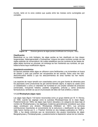 22
MARCO TEÓRICO
mundo, tanto en la zona costera que queda entre las mareas como sumergidas por
completo.
Figura 1.8 Diversos géneros de algas pardas (modificado de Cronquist, 1992).
Clasificación
Basándose en su ciclo biológico, las algas pardas se han clasificado en tres clases:
Isogeneratae, Heterogeneratae y Cyclosporae, ninguno de estos nombres cumple con las
reglas estándar de nomenclatura, las cuales establecen que los nombres de las clases de
algas deben terminar en phyceae, sin embargo se han mantenido sus nombres, sin que
hasta la fecha haya modificación alguna.
Importancia económica
En épocas pasadas estas algas se utilizaron como fertilizantes y se incineraban en busca
de potasio y yodo que podrían ser recuperados de las cenizas. Estos usos han sido
descontinuados debido a que los descubrimientos de otras fuentes los han hecho
incosteables.
Las especies de mayor tamaño son cosechadas como una gran fuente de alimentos para
los japoneses como productoras de gel colonial llamado algina, la algina es usada como
un estabilizador o como un retenedor de humedad en una amplia variedad de productos
comerciales, incluyendo helados, pasteles congelados, pinturas y varios productos
farmacéuticos; también se usa en el procesado del látex del hule sintético y natural.
1.1.3.3 Rhodophyta (algas rojas)
Las algas rojas (figura 1.8) fueron reconocidas como un grupo distinto por W. H. Hervey,
en 1836, cuando las segregó como la subclase Rhodospermeae de la clase Algae.
Posteriormente (en 1855), las algas rojas fueron elevadas a la categoría de clase bajo el
nombre de Rhodophyceae y los algólogos modernos generalmente consideran que estas
algas constituyen una división, Rhodophyta (Wettstein en 1901). Las primeras
contribuciones importantes al conocimiento de la estructura y clasificación de las algas
rojas fueron hechas por C. J. Friedrich Schmitz en dos trabajos publicados en 1833 y
1889, y fue desde entonces que se reconocieron dos grupos importantes de algas:
Bangiophyceae y Florideophyceae, y posteriormente la disposición actual de los órdenes
 