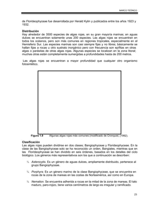 23
MARCO TEÓRICO
de Florideophyceae fue desarrollada por Herald Kylin y publicados entre los años 1923 y
1932.
Distribución
Hay alrededor de 3500 especies de algas rojas, en su gran mayoría marinas; en aguas
dulces se encuentran solamente unas 200 especies. Las algas rojas se encuentran en
todos los océanos, pero son más comunes en regiones tropicales, especialmente en el
Hemisferio Sur. Las especies marinas son casi siempre fijas y no libres; básicamente se
hallan fijas a rocas u otro sustrato inorgánico pero con frecuencia son epífitas en otras
algas o parásitas de otras algas rojas. Algunas especies se localizan en la zona litoral;
muchas otras están completamente sumergidas a profundidades hasta de 200 metros.
Las algas rojas se encuentran a mayor profundidad que cualquier otro organismo
fotosintético.
Figura 1.9 Algunas algas rojas más comunes (modificado de Cronquist, (1992).
Clasificación
Las algas rojas pueden dividirse en dos clases; Bangiophyceae y Florideophyceae. En la
clase de las Bangiophyceae solo se ha reconocido un orden, Bangiales, mientras que en
las Florideophyceae se han dividido en seis órdenes, basados en los detalles del ciclo
biológico. Los géneros más representativos son los que a continuación se describen:
¾ Asterocytis. Es un género de aguas dulces, ampliamente distribuido, pertenece al
grupo Bangiophyceae.
¾ Porphyra. Es un género marino de la clase Bangiophyceae, que se encuentra en
rocas de la zona de mareas en las costas de Norteamérica, así como en Europa.
¾ Nemalion. Se encuentra adherida a rocas en la mitad de la zona de mareas. El talo
maduro, paro-rojizo, tiene varios centímetros de largo es irregular y ramificado.
 