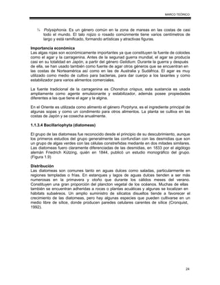 24
MARCO TEÓRICO
¾ Polysiphonia. Es un género común en la zona de mareas en las costas de casi
todo el mundo. El talo rojizo o rosado comúnmente tiene varios centímetros de
largo y está ramificado, formando artísticas y atractivas figuras.
Importancia económica
Las algas rojas son económicamente importantes ya que constituyen la fuente de coloides
como el agar y la carragenina. Antes de la segunad guerra mundial, el agar se producía
casi en su totalidad en Japón, a partir del género Gelidium. Durante la guerra y después
de ella, se han usado también como fuente de agar otros géneros que se encuentran en
las costas de Norteamérica así como en las de Australia y Sudáfrica. El agar es muy
utilizado como medio de cultivo para bacterias, para dar cuerpo a los laxantes y como
estabilizador para varios alimentos comerciales.
La fuente tradicional de la carragenina es Chondrus crispus, esta sustancia es usada
ampliamente como agente emulsionante y estabilizador, además posee propiedades
diferentes a las que tiene el agar y la algina.
En el Oriente es utilizada como alimento el género Porphyra, es el ingrediente principal de
algunas sopas y como un condimento para otros alimentos. La planta se cultiva en las
costas de Japón y se cosecha anualmente.
1.1.3.4 Bacillariophyta (diatomeas)
El grupo de las diatomeas fue reconocido desde el principio de su descubrimiento, aunque
los primeros estudios del grupo generalmente las confundían con las desmidias que son
un grupo de algas verdes con las células constreñidas mediante en dos mitades similares.
Las diatomeas fuero claramente diferenciadas de las desmidias, en 1833 por el algólogo
alemán Friedrich Kützing, quién en 1844, publicó un estudio monográfico del grupo.
(Figura 1.9)
Distribución
Las diatomeas son comunes tanto en aguas dulces como saladas, particularmente en
regiones templadas o frías. En estanques y lagos de aguas dulces tienden a ser más
numerosas en la primavera y otoño que durante los cálidos meses del verano.
Constituyen una gran proporción del plancton vegetal de los océanos. Muchas de ellas
también se encuentran adheridas a rocas o plantas acuáticas y algunas se localizan en
hábitats subaéreos. Un amplio suministro de silicatos disueltos tiende a favorecer el
crecimiento de las diatomeas, pero hay algunas especies que pueden cultivarse en un
medio libre de sílice, donde producen paredes celulares carentes de sílice (Cronquist,
1992).
 
