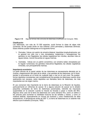 25
MARCO TEÓRICO
Figura 1.10 Algunas formas más comunes de diatomeas (modificado de Cronquist, 1992).
Clasificación
Las diatomeas, con más de 10 000 especies, quizá forman la clase de algas más
numerosa. Se les puede dividir en dos órdenes: como pennadas y diatomeas céntricas.
Estos órdenes pueden distinguirse en la siguiente forma:
¾ Pennales. Valvas con patrón de simetría bilateral, bipartidas longitudinalmente; por
lo general con sólo uno o dos cloroplastos; isogámicas o anisogámicas; los
gametos no son flagelados; las células vegetativas son móviles, abundan más en
aguas dulces, menos frecuentes en aguas marinas.
¾ Centrales. Valvas con un patrón concéntrico, con simetría radial; cloroplastos por
lo regular numerosos; los gametos masculinos flagelados; las células vegetativas
inmóviles, son principalmente marinas.
Importancia económica
La parte silicosa de la pared celular de las diatomeas es escasamente afectada por la
muerte y degeneración del resto de la célula, y las paredes de las diatomeas, por lo tanto
tienden a acumularse en el fondo de cualquier lago o mar en el cual vivan. Se pueden
formar depósitos consistentes casi completamente de paredes de diatomeas cuando otros
sedimentos son escasos, estos depósitos son llamados tierra de diatomeas, los más
importantes son de origen marino.
El uso comercial más importante de la tierra de diatomeas es la filtración de líquidos,
particularmente en refinerías de azúcar. Si a alguna solución de azúcar se le añaden
pequeñas cantidades de tierra de diatomeas pulverizadas, retendrá las impurezas
suspendidas en la solución cuando la mezcla es forzada a pasar a través del filtro.
Algunos otros usos de la tierra de diatomeas son como abrasivo fino, como un aditivo a
las pinturas para aumentar la visibilidad nocturna de las señales y rótulos, y como un
material aislante, especialmente en hornos de fundición y otras instalaciones de altas
temperaturas. A temperaturas arriba de 550° C, la tierra de diatomeas es un aislante más
efectivo que el asbesto (Cronquist, 1992).
 