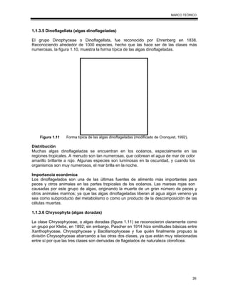 26
MARCO TEÓRICO
1.1.3.5 Dinoflagellata (algas dinoflageladas)
El grupo Dinophyceae o Dinoflagellata, fue reconocido por Ehrenberg en 1838.
Reconociendo alrededor de 1000 especies, hecho que las hace ser de las clases más
numerosas, la figura 1.10, muestra la forma típica de las algas dinoflageladas.
Figura 1.11 Forma típica de las algas dinoflageladas (modificado de Cronquist, 1992).
Distribución
Muchas algas dinoflageladas se encuentran en los océanos, especialmente en las
regiones tropicales. A menudo son tan numerosas, que colorean el agua de mar de color
amarillo brillante a rojo. Algunas especies son luminosas en la oscuridad, y cuando los
organismos son muy numerosos, el mar brilla en la noche.
Importancia económica
Los dinoflagelados son una de las últimas fuentes de alimento más importantes para
peces y otros animales en las partes tropicales de los océanos. Las mareas rojas son
causadas por este grupo de algas, originando la muerte de un gran número de peces y
otros animales marinos; ya que las algas dinoflageladas liberan al agua algún veneno ya
sea como subproducto del metabolismo o como un producto de la descomposición de las
células muertas.
1.1.3.6 Chrysophyta (algas doradas)
La clase Chrysophyceae, o algas doradas (figura 1.11) se reconocieron claramente como
un grupo por Klebs, en 1892; sin embargo, Pascher en 1914 hizo similitudes básicas entre
Xanthophyceae, Chrysophyceae y Bacillariophyceae y fue quién finalmente propuso la
división Chrysophyceae abarcando a las otras dos clases, ya que están muy relacionadas
entre sí por que las tres clases son derivadas de flagelados de naturaleza clorofícea.
 