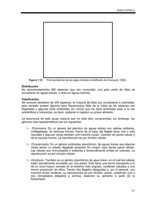 27
MARCO TEÓRICO
Figura 1.12 Formas básicas de las algas doradas (modificado de Cronquist, 1992).
Distribución
De aproximadamente 300 especies que son conocidas, una gran parte de ellas se
encuentran en aguas dulces, y otras en aguas marinas.
Clasificación
Se conocen alrededor de 300 especies, la mayoría de ellas son unicelulares o coloniales,
pero también existen algunos tipos filamentosos. Más de la mitad de las especies son
flageladas y algunas otras amiboides. Es común que los tipos amiboides sean a la vez
autotróficos y holozoicos, es decir, elaboran e ingieren su propio alimento.
La taxonomía de este grupo todavía aun no está bien comprendida, sin embargo, los
géneros más representativos son los siguientes:
¾ Chromulina. Es un género del plancton de aguas dulces con células solitarias,
uniflageladas, de diversas formas. Cerca de la base del flagelo tiene una o más
vacuolas y algunas veces también una mancha ocular. Carecen de pared celular y
de la vacuola central. La reproducción es por división celular.
¾ Chrysamoeba. Es un género amiboideo planctónico, de aguas dulces que algunas
veces tienen un estado flagelado temporal. En ningún caso tienen pared celular.
Las células son uninucleadas y solitarias y temporalmente unidas en colonias. La
reproducción es por división celular.
¾ Dinobryon. También es un género planctónico de agua dulce, en el cuál las células
están parcialmente envueltas por una pared. Esta tiene una forma semejante a la
de un cono hueco, cerrado en el extremo más angosto, contienen celulosa y una
menor proporción de sílice. Tienen dos flagelos desiguales y, por lo general, una
mancha ocular evidente, su reproducción es por división celular, presentan uno o
dos cloroplastos delgados y anchos, elaboran su alimento a partir de la
fotosíntesis.
 