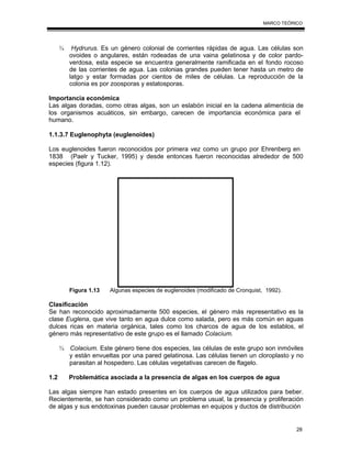 28
MARCO TEÓRICO
¾ Hydrurus. Es un género colonial de corrientes rápidas de agua. Las células son
ovoides o angulares, están rodeadas de una vaina gelatinosa y de color pardo-
verdosa, esta especie se encuentra generalmente ramificada en el fondo rocoso
de las corrientes de agua. Las colonias grandes pueden tener hasta un metro de
latgo y estar formadas por cientos de miles de células. La reproducción de la
colonia es por zoosporas y estatosporas.
Importancia económica
Las algas doradas, como otras algas, son un eslabón inicial en la cadena alimenticia de
los organismos acuáticos, sin embargo, carecen de importancia económica para el
humano.
1.1.3.7 Euglenophyta (euglenoides)
Los euglenoides fueron reconocidos por primera vez como un grupo por Ehrenberg en
1838 (Paelr y Tucker, 1995) y desde entonces fueron reconocidas alrededor de 500
especies (figura 1.12).
Figura 1.13 Algunas especies de euglenoides (modificado de Cronquist, 1992).
Clasificación
Se han reconocido aproximadamente 500 especies, el género más representativo es la
clase Euglena, que vive tanto en agua dulce como salada, pero es más común en aguas
dulces ricas en materia orgánica, tales como los charcos de agua de los establos, el
género más representativo de este grupo es el llamado Colacium.
¾ Colacium. Este género tiene dos especies, las células de este grupo son inmóviles
y están envueltas por una pared gelatinosa. Las células tienen un cloroplasto y no
parasitan al hospedero. Las células vegetativas carecen de flagelo.
1.2 Problemática asociada a la presencia de algas en los cuerpos de agua
Las algas siempre han estado presentes en los cuerpos de agua utilizados para beber.
Recientemente, se han considerado como un problema usual, la presencia y proliferación
de algas y sus endotoxinas pueden causar problemas en equipos y ductos de distribución
 