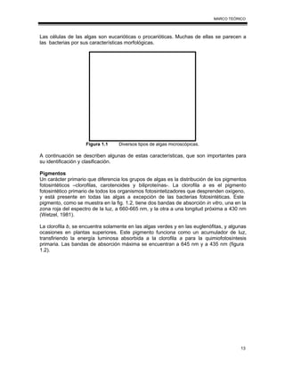 13
MARCO TEÓRICO
Las células de las algas son eucarióticas o procarióticas. Muchas de ellas se parecen a
las bacterias por sus características morfológicas.
Figura 1.1 Diversos tipos de algas microscópicas.
A continuación se describen algunas de estas características, que son importantes para
su identificación y clasificación.
Pigmentos
Un carácter primario que diferencia los grupos de algas es la distribución de los pigmentos
fotosintéticos –clorofilas, carotenoides y biliproteínas-. La clorofila a es el pigmento
fotosintético primario de todos los organismos fotosintetizadores que desprenden oxígeno,
y está presente en todas las algas a excepción de las bacterias fotosintéticas. Este
pigmento, como se muestra en la fig. 1.2, tiene dos bandas de absorción in vitro, una en la
zona roja del espectro de la luz, a 660-665 nm, y la otra a una longitud próxima a 430 nm
(Wetzel, 1981).
La clorofila b, se encuentra solamente en las algas verdes y en las euglenófitas, y algunas
ocasiones en plantas superiores. Este pigmento funciona como un acumulador de luz,
transfiriendo la energía luminosa absorbida a la clorofila a para la quimiofotosíntesis
primaria. Las bandas de absorción máxima se encuentran a 645 nm y a 435 nm (figura
1.2).
 