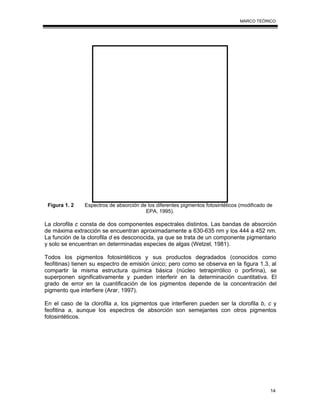 14
MARCO TEÓRICO
Figura 1. 2 Espectros de absorción de los diferentes pigmentos fotosintéticos (modificado de
EPA, 1995).
La clorofila c consta de dos componentes espectrales distintos. Las bandas de absorción
de máxima extracción se encuentran aproximadamente a 630-635 nm y los 444 a 452 nm.
La función de la clorofila d es desconocida, ya que se trata de un componente pigmentario
y solo se encuentran en determinadas especies de algas (Wetzel, 1981).
Todos los pigmentos fotosintéticos y sus productos degradados (conocidos como
feofitinas) tienen su espectro de emisión único; pero como se observa en la figura 1.3, al
compartir la misma estructura química básica (núcleo tetrapirrólico o porfirina), se
superponen significativamente y pueden interferir en la determinación cuantitativa. El
grado de error en la cuantificación de los pigmentos depende de la concentración del
pigmento que interfiere (Arar, 1997).
En el caso de la clorofila a, los pigmentos que interfieren pueden ser la clorofila b, c y
feofitina a, aunque los espectros de absorción son semejantes con otros pigmentos
fotosintéticos.
 
