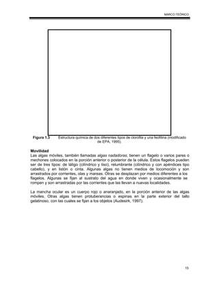 15
MARCO TEÓRICO
Figura 1.3 Estructura química de dos diferentes tipos de clorofila y una feofitina (modificado
de EPA, 1995).
Movilidad
Las algas móviles, también llamadas algas nadadoras, tienen un flagelo o varios pares o
mechones colocados en la porción anterior o posterior de la célula. Estos flagelos pueden
ser de tres tipos: de látigo (cilíndrico y liso), relumbrante (cilíndrico y con apéndices tipo
cabello), y en listón o cinta. Algunas algas no tienen medios de locomoción y son
arrastrados por corrientes, olas y mareas. Otras se desplazan por medios diferentes a los
flagelos. Algunas se fijan al sustrato del agua en donde viven y ocasionalmente se
rompen y son arrastradas por las corrientes que las llevan a nuevas localidades.
La mancha ocular es un cuerpo rojo o anaranjado, en la porción anterior de las algas
móviles. Otras algas tienen protuberancias o espinas en la parte exterior del tallo
gelatinoso, con las cuales se fijan a los objetos (Audesirk, 1997).
 