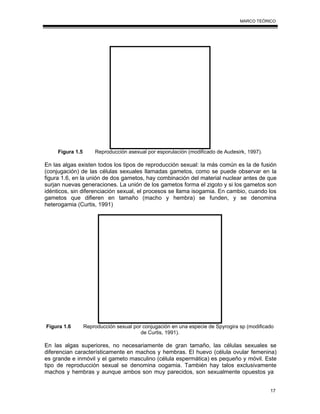 17
MARCO TEÓRICO
Figura 1.5 Reproducción asexual por esporulación (modificado de Audesirk, 1997).
En las algas existen todos los tipos de reproducción sexual: la más común es la de fusión
(conjugación) de las células sexuales llamadas gametos, como se puede observar en la
figura 1.6, en la unión de dos gametos, hay combinación del material nuclear antes de que
surjan nuevas generaciones. La unión de los gametos forma el zigoto y si los gametos son
idénticos, sin diferenciación sexual, el procesos se llama isogamia. En cambio, cuando los
gametos que difieren en tamaño (macho y hembra) se funden, y se denomina
heterogamia (Curtis, 1991)
Figura 1.6 Reproducción sexual por conjugación en una especie de Spyrogira sp (modificado
de Curtis, 1991).
En las algas superiores, no necesariamente de gran tamaño, las células sexuales se
diferencian característicamente en machos y hembras. El huevo (célula ovular femenina)
es grande e inmóvil y el gameto masculino (célula espermática) es pequeño y móvil. Este
tipo de reproducción sexual se denomina oogamia. También hay talos exclusivamente
machos y hembras y aunque ambos son muy parecidos, son sexualmente opuestos ya
 