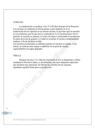 Javier Vincenti | javivincenti@hotmail.com
21
COSECHA
La maduración se produce a los 75 a 90 días después de la floración.
Los racimos no maduran en forma pareja, como tampoco lo es la
maduración de las cápsulas en un mismo racimo, lo que hace que la cosecha
no sea uniforme, por lo que ésta es realizada en 5 ó 6 recolecciones. Por lo
general, la cosecha es manual; se corta con tijera o arrancando el racimo con
la mano provista de guantes. Lo ideal es cosechar el racimo completamente
maduro, a fin de facilitar la trilla.
Los racimos recolectados se deberán exponer al sol para su secado. A tal
efecto, se colocan unas carpas o arpilleras en la pista de secado,
esparciéndolos en capas delgadas.
TRILLA
Después de unos 3 a 5 días de exposición al sol, se desgranan o trillan
mediante la fricción a mano, o, actualmente, con unas máquinas especiales
que facilitan esta operación. Se liberan las semillas de las cáscaras,
quedando aquellas listas para su producción.
 