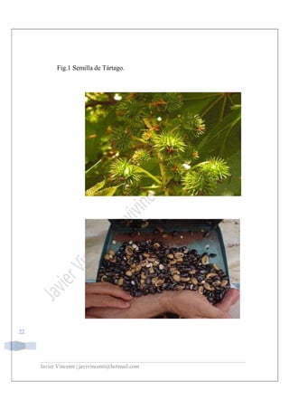 Javier Vincenti | javivincenti@hotmail.com
22
Fig.1 Semilla de Tártago.
 