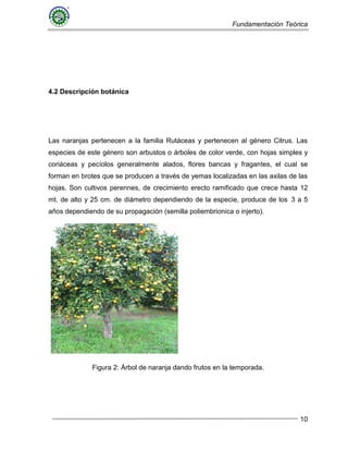 Fundamentación Teórica
10
4.2 Descripción botánica
Las naranjas pertenecen a la familia Rutáceas y pertenecen al género Citrus. Las
especies de este género son arbustos o árboles de color verde, con hojas simples y
coriáceas y pecíolos generalmente alados, flores bancas y fragantes, el cual se
forman en brotes que se producen a través de yemas localizadas en las axilas de las
hojas. Son cultivos perennes, de crecimiento erecto ramificado que crece hasta 12
mt. de alto y 25 cm. de diámetro dependiendo de la especie, produce de los 3 a 5
años dependiendo de su propagación (semilla poliembrionica o injerto).
Figura 2: Árbol de naranja dando frutos en la temporada.
 