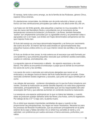 Fundamentación Teórica
14
El naranjo, tanto dulce como amargo, es de la familia de las Rutáceas, género Citrus,
especie Citrus sinensis.
En plantaciones comerciales, los árboles son de porte reducido y tienen un solo
tronco con tres ramificaciones principales que salen de una altura entre 50 y 80 cm.
Las hojas son de limbo grande, alas pequeñas y espinas no muy acusadas. En el
mes de marzo del Hemisferio Norte y coincidiendo con el incremento de las
temperaturas comienza la brotación y la floración. Las flores, también llamadas
‘azahar’ son ampliamente conocidas por su agradable aroma y se presentan solas o
agrupadas con o sin hojas. Los brotes con hojas denominados campaneros son los
que mejores frutos dan.
El fruto del naranjo es una baya denominada hesperidio y se forma por crecimiento
del ovario de la flor. El interior del fruto está dividido en aproximadamente diez
pequeños huecos unidos entre sí y en cuyo interior crecen las semillas y los sacos de
zumo.
El fruto se divide en tres zonas, la más externa es el exocarpo que está formado por
una epidermis y que presenta pequeñas vesículas que contienen aceites esenciales,
usados en colonias, aromatizantes, etc.
La siguiente capa es el mesocarpo o albedo de aspecto esponjoso y de color
blanco. Por último se encuentra el endocarpo o pulpa que es donde se encuentran
los sacos de zumo y las semillas.
Los sacos de zumo o vesículas son estructuras alargadas que nacen en el
endocarpo y se alargan hacia el interior del fruto hasta llenarlo por completo. Estas
vesículas contienen ácidos orgánicos y azúcares, que junto con agua constituyen el
zumo.
Las células del exocarpo contienen cloroplastos por lo que los frutos inmaduros son
verdes. Durante la maduración se pierde clorofila dejando a la vista otros pigmentos
coloreados, principalmente los carotenoides que son los responsables del color
anaranjado del fruto y que además aumentan en contenido durante la maduración.
La naranja es una especie subtropical por lo que no tolera las heladas, y cuando
estas se producen quedan dañados tanto las flores y los frutos, como la vegetación.
Por debajo de los 3-5 º C bajo cero, la planta muere.
Es un árbol que requiere importantes cantidades de agua y cuando no las
proporcionan las precipitaciones, los riegos se hacen necesarios. Necesita luz para
los procesos de floración fructificación, que se producen principalmente en la parte
exterior de la copa y faldas del árbol. Es un árbol muy sensible al viento y a la
salinidad, con preferencia por suelos arenosos o franco-arenosos, profundos y sin
caliza.
 