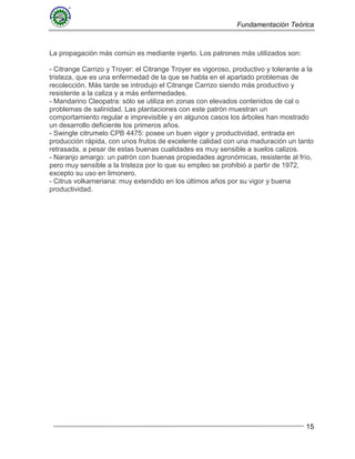 Fundamentación Teórica
15
La propagación más común es mediante injerto. Los patrones más utilizados son:
- Citrange Carrizo y Troyer: el Citrange Troyer es vigoroso, productivo y tolerante a la
tristeza, que es una enfermedad de la que se habla en el apartado problemas de
recolección. Más tarde se introdujo el Citrange Carrizo siendo más productivo y
resistente a la caliza y a más enfermedades.
- Mandarino Cleopatra: sólo se utiliza en zonas con elevados contenidos de cal o
problemas de salinidad. Las plantaciones con este patrón muestran un
comportamiento regular e imprevisible y en algunos casos los árboles han mostrado
un desarrollo deficiente los primeros años.
- Swingle citrumelo CPB 4475: posee un buen vigor y productividad, entrada en
producción rápida, con unos frutos de excelente calidad con una maduración un tanto
retrasada, a pesar de estas buenas cualidades es muy sensible a suelos calizos.
- Naranjo amargo: un patrón con buenas propiedades agronómicas, resistente al frío,
pero muy sensible a la tristeza por lo que su empleo se prohibió a partir de 1972,
excepto su uso en limonero.
- Citrus volkameriana: muy extendido en los últimos años por su vigor y buena
productividad.
 