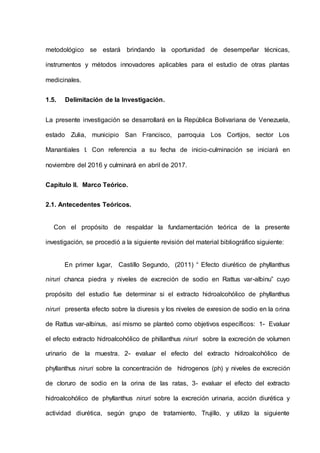 metodológico se estará brindando la oportunidad de desempeñar técnicas,
instrumentos y métodos innovadores aplicables para el estudio de otras plantas
medicinales.
1.5. Delimitación de la Investigación.
La presente investigación se desarrollará en la República Bolivariana de Venezuela,
estado Zulia, municipio San Francisco, parroquia Los Cortijos, sector Los
Manantiales I. Con referencia a su fecha de inicio-culminación se iniciará en
noviembre del 2016 y culminará en abril de 2017.
Capítulo II. Marco Teórico.
2.1. Antecedentes Teóricos.
Con el propósito de respaldar la fundamentación teórica de la presente
investigación, se procedió a la siguiente revisión del material bibliográfico siguiente:
En primer lugar, Castillo Segundo, (2011) “ Efecto diurético de phyllanthus
niruri chanca piedra y niveles de excreción de sodio en Rattus var-albinu” cuyo
propósito del estudio fue determinar si el extracto hidroalcohólico de phyllanthus
niruri presenta efecto sobre la diuresis y los niveles de exresion de sodio en la orina
de Rattus var-albinus, así mismo se planteó como objetivos específicos: 1- Evaluar
el efecto extracto hidroalcohólico de phillanthus niruri sobre la excreción de volumen
urinario de la muestra. 2- evaluar el efecto del extracto hidroalcohólico de
phyllanthus niruri sobre la concentración de hidrogenos (ph) y niveles de excreción
de cloruro de sodio en la orina de las ratas, 3- evaluar el efecto del extracto
hidroalcohólico de phyllanthus niruri sobre la excreción urinaria, acción diurética y
actividad diurética, según grupo de tratamiento, Trujillo, y utilizo la siguiente
 