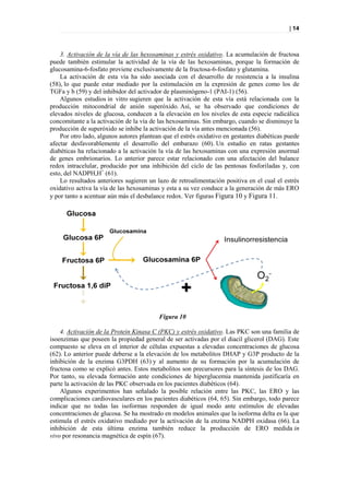 | 14



    3. Activación de la vía de las hexosaminas y estrés oxidativo. La acumulación de fructosa
puede también estimular la actividad de la vía de las hexosaminas, porque la formación de
glucosamina-6-fosfato proviene exclusivamente de la fructosa-6-fosfato y glutamina.
    La activación de esta vía ha sido asociada con el desarrollo de resistencia a la insulina
(58), lo que puede estar mediado por la estimulación en la expresión de genes como los de
TGFa y b (59) y del inhibidor del activador de plasminógeno-1 (PAI-1) (56).
    Algunos estudios in vitro sugieren que la activación de esta vía está relacionada con la
producción mitocondrial de anión superóxido. Así, se ha observado que condiciones de
elevados niveles de glucosa, conducen a la elevación en los niveles de esta especie radicálica
concomitante a la activación de la vía de las hexosaminas. Sin embargo, cuando se disminuye la
producción de superóxido se inhibe la activación de la vía antes mencionada (56).
    Por otro lado, algunos autores plantean que el estrés oxidativo en gestantes diabéticas puede
afectar desfavorablemente el desarrollo del embarazo (60). Un estudio en ratas gestantes
diabéticas ha relacionado a la activación la vía de las hexosaminas con una expresión anormal
de genes embrionarios. Lo anterior parece estar relacionado con una afectación del balance
redox intracelular, producido por una inhibición del ciclo de las pentosas fosforiladas y, con
esto, del NADPH,H+ (61).
    Lo resultados anteriores sugieren un lazo de retroalimentación positiva en el cual el estrés
oxidativo activa la vía de las hexosaminas y esta a su vez conduce a la generación de más ERO
y por tanto a acentuar aún más el desbalance redox. Ver figuras Figura 10 y Figura 11.




                                          Figura 10

    4. Activación de la Protein Kinasa C (PKC) y estrés oxidativo. Las PKC son una familia de
isoenzimas que poseen la propiedad general de ser activadas por el diacil glicerol (DAG). Este
compuesto se eleva en el interior de células expuestas a elevadas concentraciones de glucosa
(62). Lo anterior puede deberse a la elevación de los metabolitos DHAP y G3P producto de la
inhibición de la enzima G3PDH (63) y al aumento de su formación por la acumulación de
fructosa como se explicó antes. Estos metabolitos son precursores para la síntesis de los DAG.
Por tanto, su elevada formación ante condiciones de hiperglucemia mantenida justificaría en
parte la activación de las PKC observada en los pacientes diabéticos (64).
    Algunos experimentos han señalado la posible relación entre las PKC, las ERO y las
complicaciones cardiovasculares en los pacientes diabéticos (64, 65). Sin embargo, todo parece
indicar que no todas las isoformas responden de igual modo ante estímulos de elevadas
concentraciones de glucosa. Se ha mostrado en modelos animales que la isoforma delta es la que
estimula el estrés oxidativo mediado por la activación de la enzima NADPH oxidasa (66). La
inhibición de esta última enzima también reduce la producción de ERO medida in
vivo por resonancia magnética de espín (67).
 