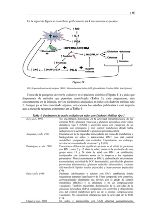 | 15


   En la siguiente figura se ensamblan gráficamente los 4 mecanismos expuestos:




                                                       Figura 11

   ERO: Especies Reactivas del oxígeno, DHAP: dihidroxiacetona fosfato, G3P: gliceraldehído 3 fosfato, DAG: diacil glicerol.


    Conocida la patogenia del estrés oxidativo en el paciente diabético (Figura 11) y dado que
disponemos de métodos que permiten cuantificarlo (Tabla 3), cabe preguntarse, más
concretamente en la infancia, por los parámetros analizados en niños con diabetes mellitus tipo
1. Aunque ya se han comentado algunos, son escasos los estudios publicados a este respecto
que, a modo de resumen, exponemos en la Tabla 4.

         Tabla 4. Parámetros de estrés oxidativo en niños con Diabetes Mellitus tipo 1
   Jos y cols. 1990                     No encontraron diferencias en la actividad intraeritrocitaria de las
                                        enzimas SOD, glutation reductasa y glutation peroxidasa entre niños
                                        diabéticos tipo 1 (DM1) y controles sanos con excepción de un
                                        paciente con retinopatía y mal control metabólico donde había
                                        reducción en la actividad de la glutation peroxidasa (68).
   Asayama y cols. 1993                 Disminución de la capacidad antioxidante así como de transferrina y
                                        haptoglobina en niños y adolescentes DM1 con mal control
                                        metabólico comparado con controles. Encontraron, sin embargo,
                                        niveles incrementados de vitamina C y E (69).
   Domínguez y cols. 1998               Encontraron diferencias significativas tanto en el debut de pacientes
                                        con DM1 entre 2 y 12 años de edad, como en la evolución de otro
                                        grupo entre 13 y 24 años de edad con DM1 ya establecida,
                                        comparados con controles sanos en lo respecta a los siguientes
                                        parametros: Tbars (aumentados en DM1), carbonilación de proteínas
                                        (aumentadas), actividad de SOD (aumentada), actividad de glutation
                                        peroxidasa (disminuida), glutation reducido (disminuido), cociente
                                        alfa-tocoferol /lípidos totales (reducido) y beta-caroteno (reducido)
                                        (70).
   Ruíz y cols. 1999                    Pacientes adolescentes y adultos con DM1 establecida donde
                                        encuentran aumento significativo de Tbars comparado con controles,
                                        correlacionando claramente sus niveles con el grado de control
                                        metabólico (HbA1c) y la existencia o no de complicaciones
                                        vasculares. También encuentran disminución de la actividad de la
                                        glutation peroxidasa (GPx) comparada con controles y dependiente
                                        ésta del control metabólico pero no de si existen complicaciones
                                        vasculares. No encuentran diferencias para la actividad de la SOD
                                        (71).
   Clapés y cols. 2002                  En niños y adolescentes con DM1 detectan concentraciones
 