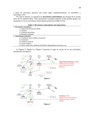 |8


a partir de reacciones químicas que tienen lugar, fundamentalmente, en neutrófilos y
macrófagos (34).
    Por todo lo anterior, se requieren de mecanismos antioxidantes que protejan de la acción
lesiva de los radicales libres. Tales mecanismos se pueden clasificar en dos grandes grupos, los
enzimáticos y los no enzimáticos (antioxidantes primarios) (Tabla 2) (34).

                       Tabla 2. Mecanismos antioxidantes más importantes.
1. Mecanismos enzimáticos:
         1.1 Superóxido Dismutasa (SOD)
         1.2 Catalasa
         1.3 Glutation peroxidasa
         1.4 Glutation reductasa
2. Antioxidantes primarios:
         2.1 Vitamina E dextro (RRR-α-tocoferol)
         2.2 Vitamina C
         2.3 Glutation reducido
         2.4 Ácido α-lipoico
         2.5 Otros: ácido úrico, albúmina, bilirrubina, haptoglobina, β-caroteno, etc.

   La Figura 3, Figura 4 y Figura 5 muestran el lugar de acción de los tres principales
mecanismos enzimáticos:




                                                                          Superóxido dismutasa (SOD)
                                                                          Cataliza el paso de Anión
                                                                          superóxido a peroxido de
                                                                          hidrógeno.




                                                 Figura 3




                                                                          Catalasa (CAT)
                                                                          Cataliza el paso de peróxido de
                                                                          hidrógeno a agua y óxigeno
                                                                          singlete.

                                                 Figura 4
 