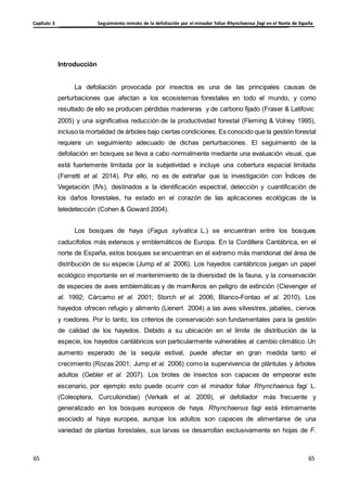Seguimiento remoto de la defoliación por el minador foliar Rhynchaenus fagi en el Norte de España
Capítulo 3
65
65
65
65
Introducción
La defoliación provocada por insectos es una de las principales causas de
perturbaciones que afectan a los ecosistemas forestales en todo el mundo, y como
resultado de ello se producen pérdidas madereras y de carbono fijado (Fraser & Latifovic
2005) y una significativa reducción de la productividad forestal (Fleming & Volney 1995),
incluso la mortalidad de árboles bajo ciertas condiciones. Es conocido que la gestión forestal
requiere un seguimiento adecuado de dichas perturbaciones. El seguimiento de la
defoliación en bosques se lleva a cabo normalmente mediante una evaluación visual, que
está fuertemente limitada por la subjetividad e incluye una cobertura espacial limitada
(Ferretti et al. 2014). Por ello, no es de extrañar que la investigación con Índices de
Vegetación (IVs), destinados a la identificación espectral, detección y cuantificación de
los daños forestales, ha estado en el corazón de las aplicaciones ecológicas de la
teledetección (Cohen & Goward 2004).
Los bosques de haya (Fagus sylvatica L.) se encuentran entre los bosques
caducifolios más extensos y emblemáticos de Europa. En la Cordillera Cantábrica, en el
norte de España, estos bosques se encuentran en el extremo más meridional del área de
distribución de su especie (Jump et al. 2006). Los hayedos cantábricos juegan un papel
ecológico importante en el mantenimiento de la diversidad de la fauna, y la conservación
de especies de aves emblemáticas y de mamíferos en peligro de extinción (Clevenger et
al. 1992; Cárcamo et al. 2001; Storch et al. 2006; Blanco-Fontao et al. 2010). Los
hayedos ofrecen refugio y alimento (Lienert 2004) a las aves silvestres, jabalíes, ciervos
y roedores. Por lo tanto, los criterios de conservación son fundamentales para la gestión
de calidad de los hayedos. Debido a su ubicación en el límite de distribución de la
especie, los hayedos cantábricos son particularmente vulnerables al cambio climático. Un
aumento esperado de la sequía estival, puede afectar en gran medida tanto el
crecimiento (Rozas 2001; Jump et al. 2006) como la supervivencia de plántulas y árboles
adultos (Gebler et al. 2007). Los brotes de insectos son capaces de empeorar este
escenario, por ejemplo esto puede ocurrir con el minador foliar Rhynchaenus fagi L.
(Coleoptera, Curculionidae) (Verkaik et al. 2009), el defoliador más frecuente y
generalizado en los bosques europeos de haya. Rhynchaenus fagi está íntimamente
asociado al haya europea, aunque los adultos son capaces de alimentarse de una
variedad de plantas forestales, sus larvas se desarrollan exclusivamente en hojas de F.
 