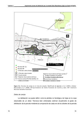 Seguimiento remoto de defoliación por el minador foliar Rhynchaenus fagi en el Norte de España
Capítulo 3
70
70
70
70
Cantabrian sea
Mar Cantábrico
ESPAÑA
Mar Cantábrico
I
Asturias
Cantabria
III
9 13 IV
8
10
1
2 4
5
II 3 7
11
14
12 15
16 17
León
Palencia
Burgos
Parcelas IDF CyL
Parcelas IDF
13 Parcelas seleccionadas
m
, , , , , , , , , , , ,
, , ,
4 Parcelas seleccionadas
Área de estudio
Regiones de procedencia delhaya
Escena Landsat TM, Path-202/Row -30
Límites provinciales
Regiones de procedencia de Fagus sylvatica*
I Cordillera Cantábrica Occidental
II Cordillera Cantábrica Meridional
III LitoralAstur-Cantábrico
IV Cordillera Cantábrica Oriental
Figura 3.1. Parcelas de campo en el área de estudio. Modificado de Agúndez et al. (1995) y Gómez-
Manzanedo et al. (2008). IDF-CyL=Inventario de Daños Forestales de Castilla y León; IDF= Inventario
Nacional de Daños Forestales.
Datos de campo
La defoliación se puede definir como la pérdida no fenológica de hojas en la copa
observable de un árbol. Técnicos bien entrenados estiman visualmente el grado de
defoliación de la parcela mediante la comparación de cada uno de los árboles de la parcela
 