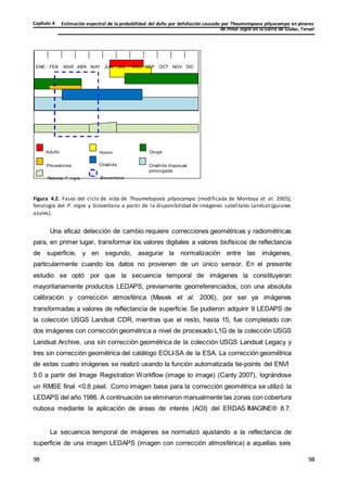Estimación espectral de la probabilidad del daño por defoliación causado por Thaumetopoea pityocampa en pinares
de Pinus nigra en la Sierra de Gúdar, Teruel
Capítulo 4
98
98
98
98
ENE FEB MAR ABR MAY JUN JUL AGO SEP OCT NOV DIC
Adulto
Procesiones
Rebrote P. nigra
Huevo
Crisálida
Bioventana
Oruga
Crisálida diapausa
prolongada
Figura 4.2. Fases del ciclo de vida de Thaumetopoea pityocampa (modificada de Montoya et al. 2005),
fenología del P. nigra y bioventana a partir de la disponibilidad de imágenes satelitales Landsat (guiones
azules).
Una eficaz detección de cambio requiere correcciones geométricas y radiométricas
para, en primer lugar, transformar los valores digitales a valores biofísicos de reflectancia
de superficie, y en segundo, asegurar la normalización entre las imágenes,
particularmente cuando los datos no provienen de un único sensor. En el presente
estudio se optó por que la secuencia temporal de imágenes la constituyeran
mayoritariamente productos LEDAPS, previamente georreferenciados, con una absoluta
calibración y corrección atmosférica (Masek et al. 2006), por ser ya imágenes
transformadas a valores de reflectancia de superficie. Se pudieron adquirir 9 LEDAPS de
la colección USGS Landsat CDR, mientras que el resto, hasta 15, fue completado con
dos imágenes con corrección geométrica a nivel de procesado L1G de la colección USGS
Landsat Archive, una sin corrección geométrica de la colección USGS Landsat Legacy y
tres sin corrección geométrica del catálogo EOLI-SA de la ESA. La corrección geométrica
de estas cuatro imágenes se realizó usando la función automatizada tie-points del ENVI
5.0 a partir del Image Registration Workflow (image to image) (Canty 2007), lográndose
un RMSE final <0.8 píxel. Como imagen base para la corrección geométrica se utilizó la
LEDAPS del año 1986. A continuación se eliminaron manualmente las zonas con cobertura
nubosa mediante la aplicación de áreas de interés (AOI) del ERDAS IMAGINE® 8.7.
La secuencia temporal de imágenes se normalizó ajustando a la reflectancia de
superficie de una imagen LEDAPS (imagen con corrección atmosférica) a aquellas seis
 