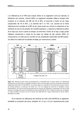 Seguimiento remoto de la defoliación por insectos
Capítulo 2
40
40
40
40
Reflec
ta
nci
a
(%)
y la reflectancia en el PAR para evaluar daños en la vegetación como por ejemplo, la
defoliación por insectos (Jensen 2005). La vegetación saludable refleja la energía solar
incidente en el intervalo del NIR del 40 al 60%, la transmite a través de las hojas
subyacentes del 40 al 60%, y la absorbe del 5 al 10%. Las razones de la fuerte
reflectancia de la energía en el NIR de las copas sanas son, primero su dispersión en las
interfaces de aire de las paredes del mesófilo esponjoso, y segundo la reflectancia aditiva
de la hoja que ocurre cuando la energía se transmite a través de la hoja y luego puede
reflejarse nuevamente a través de las hojas por debajo de ella (Jensen 2005). En
consecuencia, se sabe que los cambios en las propiedades espectrales del NIR pueden
ser útiles en la detección de pérdida de follaje por senescencia o estrés.
VIS NIR SWIR
50
B1 B2 B3 B4 B5 B7
Bandas de absorció n del
40 agua atmosférica
30
20
10
Borde
rojo
0
400 650 700 1300
350 450 550 750 850 950 1050 1150 1250 1350 1450 1550 1650 17 50 1850 1950 2050 2150 2250 2350 2450 2600
Rango
sensible
Longitud de onda, nm
Figura 2.2. Diferencias entre datos multiespectrales e hiperespectrales. El típico patrón de reflectancia
espectral de una hoja verde y saludablese muestra como una línea negra continua a través del intervalo de
longitud de onda entre los 350-2600 nm.Los puntos negros a lo largo dela línea representan en gran número
de bandas estrechas y continuas, de menos de 2 nm de longitud de onda de un hipotético sensor
hiperespectral. Las seis tiras blancas queaparecen en la trama de reflectancia, representan seis de las siete
bandas no contiguas del sensor multiespectral Landsat ETM+ (B1-B5, B7). También se señalan en esta figura
el rango sensible y el borde rojo de la banda roja (600-700 nm). Figura modificada de Jensen 2005 y
Mutanga et al. 2009.
En el intervalo de reflectancia del infrarrojo de onda corta (SWIR) de la vegetación
saludable se presentan dos picos, alrededor de 1.6 μm y 2.2 μm respectivamente, entre
 