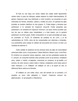 5
El fruto es una baya con varias celdas las cuales están ligeramente
unidas entre sí pues los tabiques quelas separan no están interconectados .El
género Capsicum está muy distribuido a nivel mundial y se encuentra en gran
diversidad de formas, tamaños, colores y niveles de picor. En general los ajíes
picantes se pueden clasificar en dos grupos: A. Frutas largas y carnosas que
pertenecen a la variedad de Capsicum anuum.B. Frutas pequeñas que
pertenecen a la variedad de Capsicum minimum. Los tipos menos picantes que
son los que se utilizan para industrializar y a nivel casero, por lo general
pertenecen al primer grupo. Están compuestos en un gran porcentaje por agua,
en promedio un 74,3%. El contenido de proteína es de 2,3%, y el de
carbohidratos de 15,8%; otros de los componentes son vitaminas y minerales.
Los parámetros para evaluar la calidad del ají picante son el picor, el color y la
cantidad de vitamina C.
Cabe señalar la existencia de los diversos tipos de ajíes de nacionalidad
americana tales como: el ají peruano. Cultura Mochica. Museo Larco. Lima-Perú.
En América se consumen varias especies. Junto con las variedades suaves de
C. annuum, se consumen también otras picantes (como el ají serrano, empleado
seco, entero o molido; el jalapeño, consumido en conserva; el ají pasilla y el
serrano, de color oscuro y sabor dulce e intenso, empleados como base para el
mole mexicano; o el "chiltepín" (el chiltepín es uno y el piquín es otro, la
diferencia física radica en el tamaño.
El chiltepín es una bolita chica, casi del tamaño de un pimiento y el
piquínes un poco más alargado) o "piquín", Capsicum annuum var.
glabriusculum, un ají pequeño e intensísimo)
 