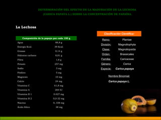 DETERMINACIÓN DEL EFECTO DE LA MADURACIÓN DE LA LECHOSA 
(CARICA PAPAYA L.) SOBRE LA CONCENTRACIÓN DE PAPAÍNA. 
La Lechosa 
Composición de la papaya por cada 100 g 
Agua 88,8 g 
Energía Kcal. 39 Kcal. 
Grasas 0,14 g 
Hidratos carbono 8,81 g 
Fibra 1,8 g 
Potasio 257 mg 
Sodio 3 mg 
Fósforo 5 mg 
Magnesio 10 mg 
Calcio 24 mg 
Vitamina C 61,8 mg 
Vitamina A 284 IU 
Vitamina B 1 0.027 mg 
Vitamina B 2 0,0 32 mg 
Niacina 0, 338 mg 
Ácido fólico 38 mg 
Clasificación Científica: 
Reino: Plantae 
División: Magnoliophyta 
Clase: Magnoliopsida 
Orden: Brassicales 
Familia: Caricaceae 
Género: Carica 
Especie: Carica papaya 
Nombre Binomial: 
Carica papaya L. 
 