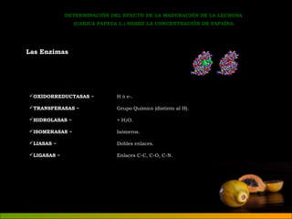DETERMINACIÓN DEL EFECTO DE LA MADURACIÓN DE LA LECHOSA 
(CARICA PAPAYA L.) SOBRE LA CONCENTRACIÓN DE PAPAÍNA. 
Las Enzimas 
OXIDORREDUCTASAS = H ó e-. 
TRANSFERASAS = Grupo Químico (distinto al H). 
HIDROLASAS = + H2O. 
ISOMERASAS = Isómeros. 
LIASAS = Dobles enlaces. 
LIGASAS = Enlaces C-C, C-O, C-N. 
 