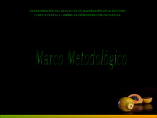 DETERMINACIÓN DEL EFECTO DE LA MADURACIÓN DE LA LECHOSA 
(CARICA PAPAYA L.) SOBRE LA CONCENTRACIÓN DE PAPAÍNA. 
 