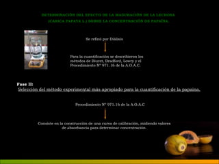 DETERMINACIÓN DEL EFECTO DE LA MADURACIÓN DE LA LECHOSA 
(CARICA PAPAYA L.) SOBRE LA CONCENTRACIÓN DE PAPAÍNA. 
Se refinó por Diálisis 
Para la cuantificación se describieron los 
métodos de Biuret, Bradford, Lowry y el 
Procedimiento Nº 971.16 de la A.O.A.C. 
Fase II: 
Selección del método experimental más apropiado para la cuantificación de la papaína. 
Procedimiento Nº 971.16 de la A.O.A.C 
Consiste en la construcción de una curva de calibración, midiendo valores 
de absorbancia para determinar concentración. 
 