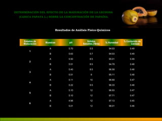 DETERMINACIÓN DEL EFECTO DE LA MADURACIÓN DE LA LECHOSA 
(CARICA PAPAYA L.) SOBRE LA CONCENTRACIÓN DE PAPAÍNA. 
Resultados de Análisis Físico-Químicos 
Estados de 
Maduración Muestras pH Sólidos 
Solubles (ºBrix) % Humedad % Contenido de 
Cenizas 
1 
A 5.70 5.5 94.03 0.49 
B 5.63 5.7 94.03 0.49 
2 
A 5.50 8.5 95.01 0.49 
B 5.51 8.5 94.79 0.48 
3 
A 5.40 8.5 96.59 0.48 
B 5.51 9 95.11 0.48 
4 
A 5.11 10 96.69 0.47 
B 5.22 9.5 96.33 0.48 
5 
A 5.10 12 96.93 0.47 
B 5.10 12 97.71 0.47 
6 
A 4.98 12 97.13 0.45 
B 5.01 12 98.01 0.46 
 