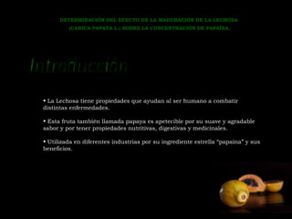 DETERMINACIÓN DEL EFECTO DE LA MADURACIÓN DE LA LECHOSA 
(CARICA PAPAYA L.) SOBRE LA CONCENTRACIÓN DE PAPAÍNA. 
• La Lechosa tiene propiedades que ayudan al ser humano a combatir 
distintas enfermedades. 
• Esta fruta también llamada papaya es apetecible por su suave y agradable 
sabor y por tener propiedades nutritivas, digestivas y medicinales. 
• Utilizada en diferentes industrias por su ingrediente estrella “papaína” y sus 
beneficios. 
 