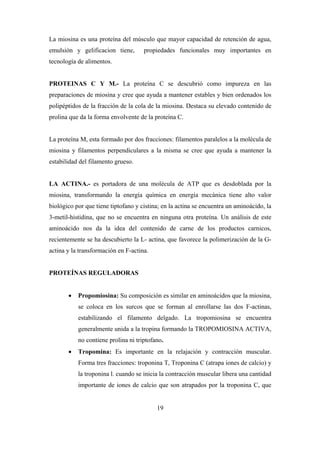 19
La miosina es una proteína del músculo que mayor capacidad de retención de agua,
emulsión y gelificacion tiene, propiedades funcionales muy importantes en
tecnología de alimentos.
PROTEINAS C Y M.- La proteína C se descubrió como impureza en las
preparaciones de miosina y cree que ayuda a mantener estables y bien ordenados los
polipéptidos de la fracción de la cola de la miosina. Destaca su elevado contenido de
prolina que da la forma envolvente de la proteína C.
La proteína M, esta formado por dos fracciones: filamentos paralelos a la molécula de
miosina y filamentos perpendiculares a la misma se cree que ayuda a mantener la
estabilidad del filamento grueso.
LA ACTINA.- es portadora de una molécula de ATP que es desdoblada por la
miosina, transformando la energía química en energía mecánica tiene alto valor
biológico por que tiene tiptofano y cistina; en la actina se encuentra un aminoácido, la
3-metil-histidina, que no se encuentra en ninguna otra proteína. Un análisis de este
aminoácido nos da la idea del contenido de carne de los productos carnicos,
recientemente se ha descubierto la L- actina, que favorece la polimerización de la G-
actina y la transformación en F-actina.
PROTEÍNAS REGULADORAS
 Propomiosina: Su composición es similar en aminoácidos que la miosina,
se coloca en los surcos que se forman al enrollarse las dos F-actinas,
estabilizando el filamento delgado. La tropomiosina se encuentra
generalmente unida a la tropina formando la TROPOMIOSINA ACTIVA,
no contiene prolina ni triptofano.
 Tropomina: Es importante en la relajación y contracción muscular.
Forma tres fracciones: troponina T, Troponina C (atrapa iones de calcio) y
la troponina l. cuando se inicia la contracción muscular libera una cantidad
importante de iones de calcio que son atrapados por la troponina C, que
 